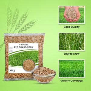 Rye Seed - Ryegrass Uses - Rye Grass Seeds