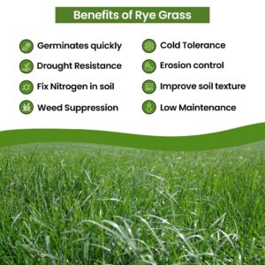 Rye Cereal - Rye Grass Seeds - Ryegrass Uses