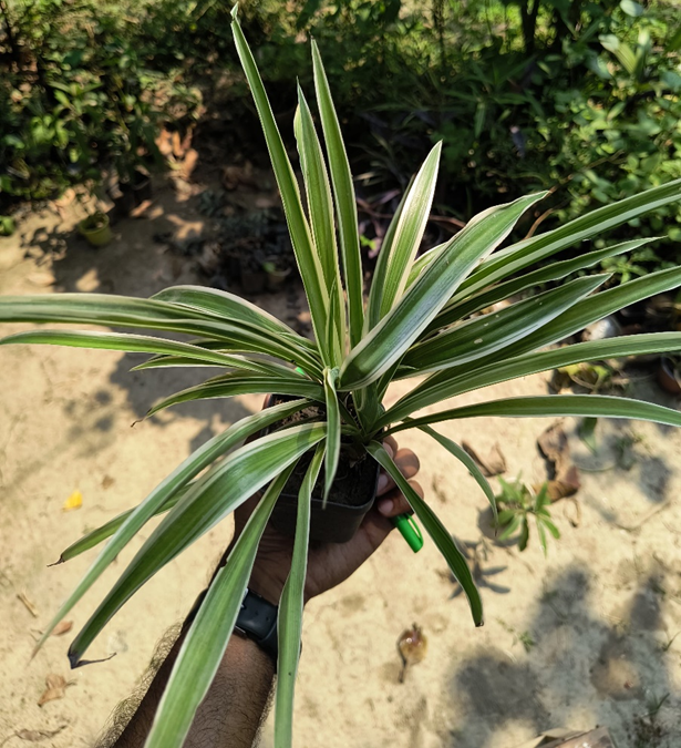 Spider Plant - spider plant indoor - spider plant vastu