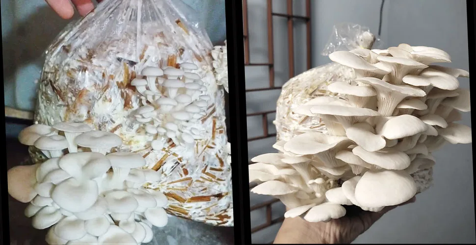 oyster mushroom - oyster mushroom cultivation - oyster mushroom farming - oyster mushroom cultivation in India
