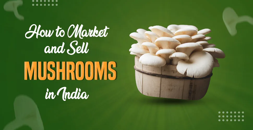 Mushroom - Mushroom Sell - Mushroom Farming